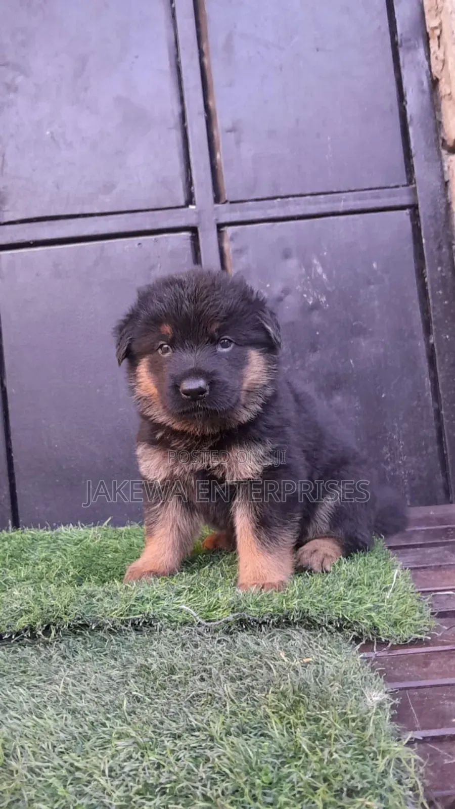 1-3 months Female Purebred German Shepherd