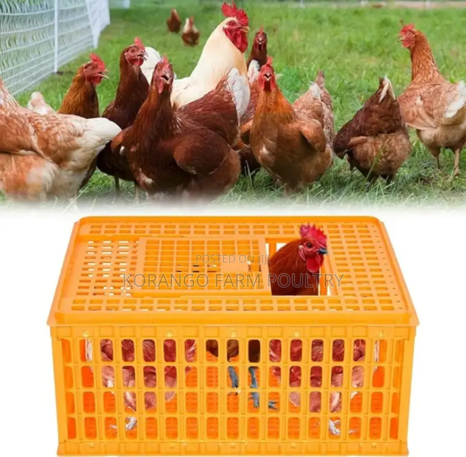 Chicken Carrier