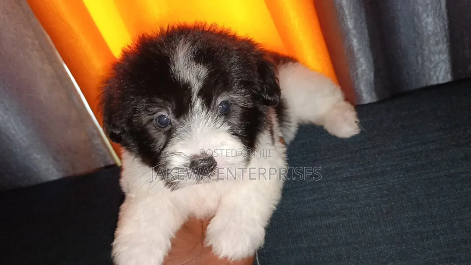 1-3 months Male Purebred Havanese