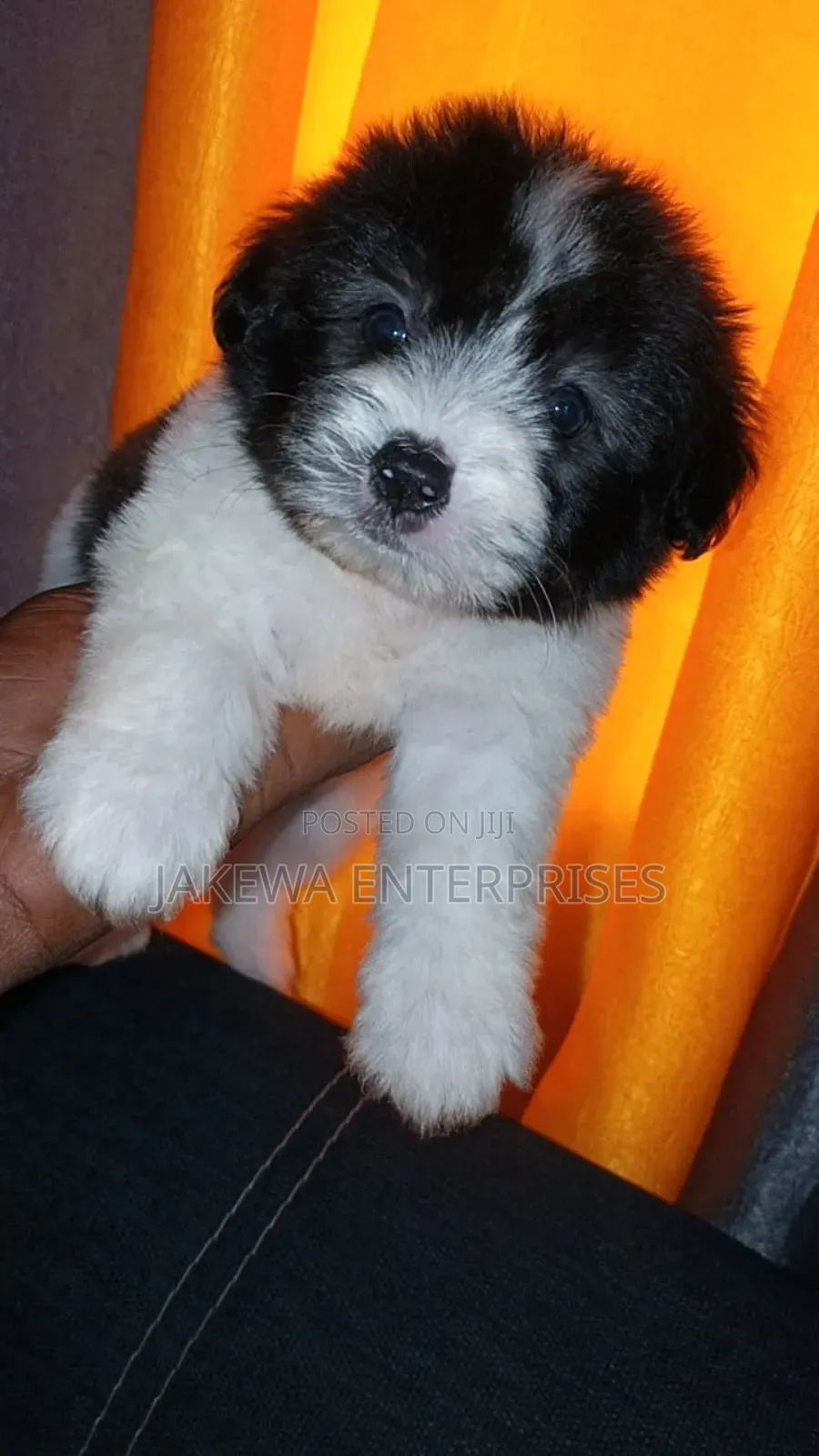 1-3 months Female Purebred Havanese