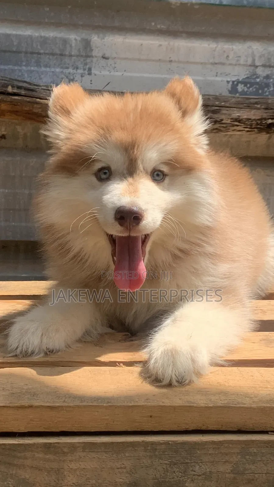 1-3 months Male Purebred Siberian Husky