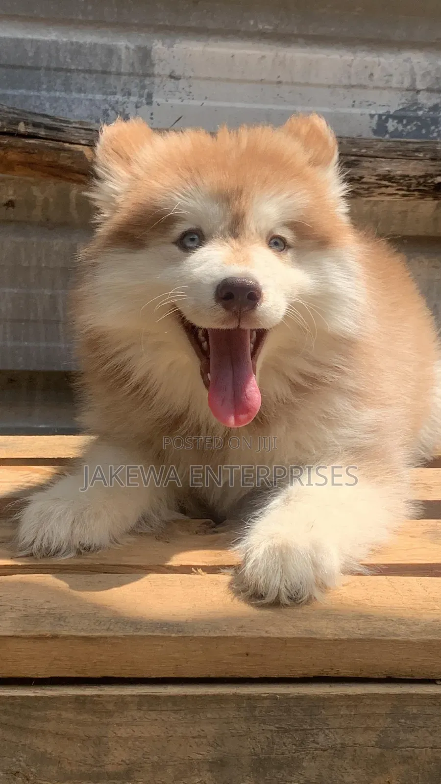 1-3 months Female Purebred Siberian Husky