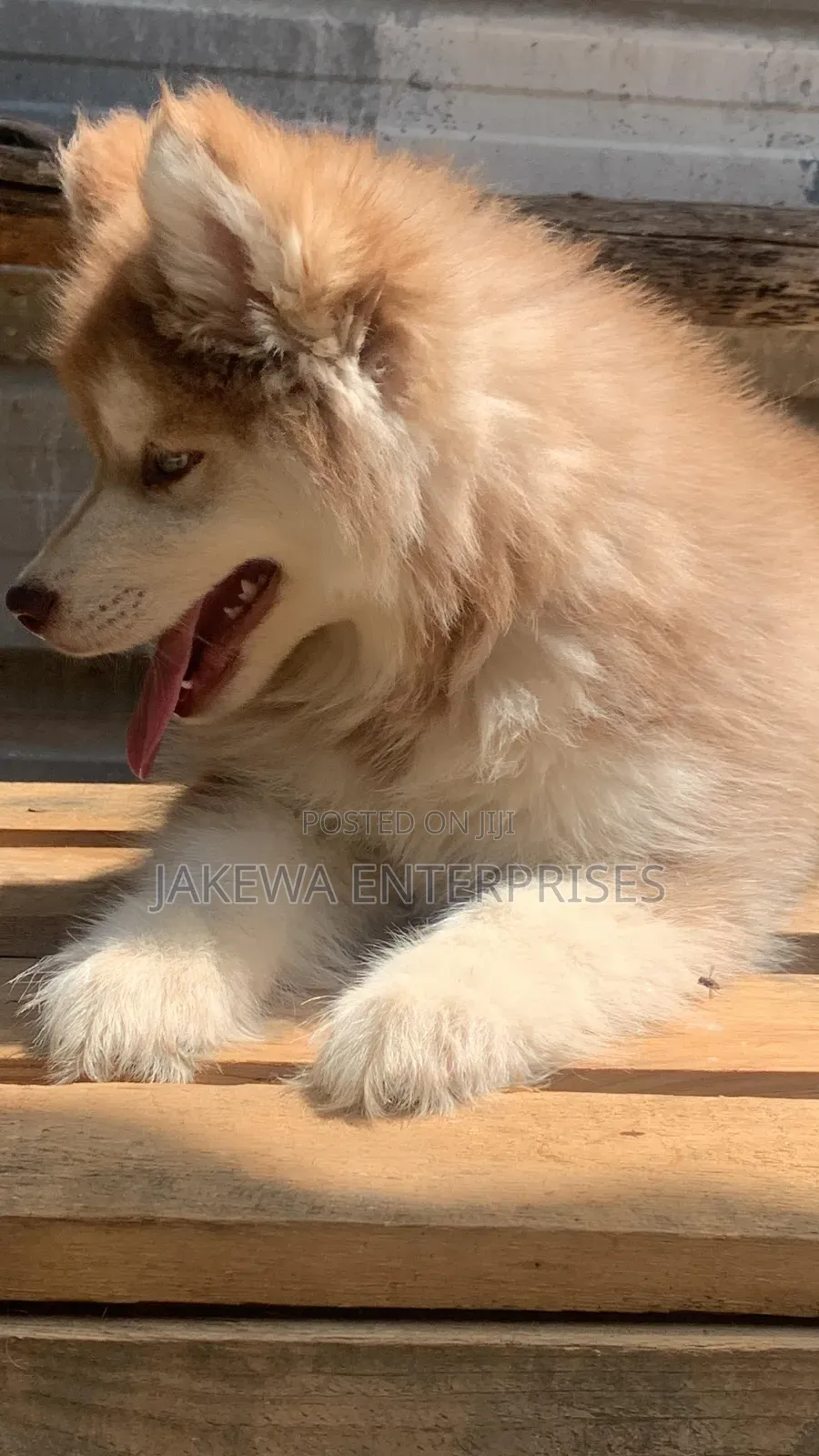 1-3 months Male Purebred Siberian Husky