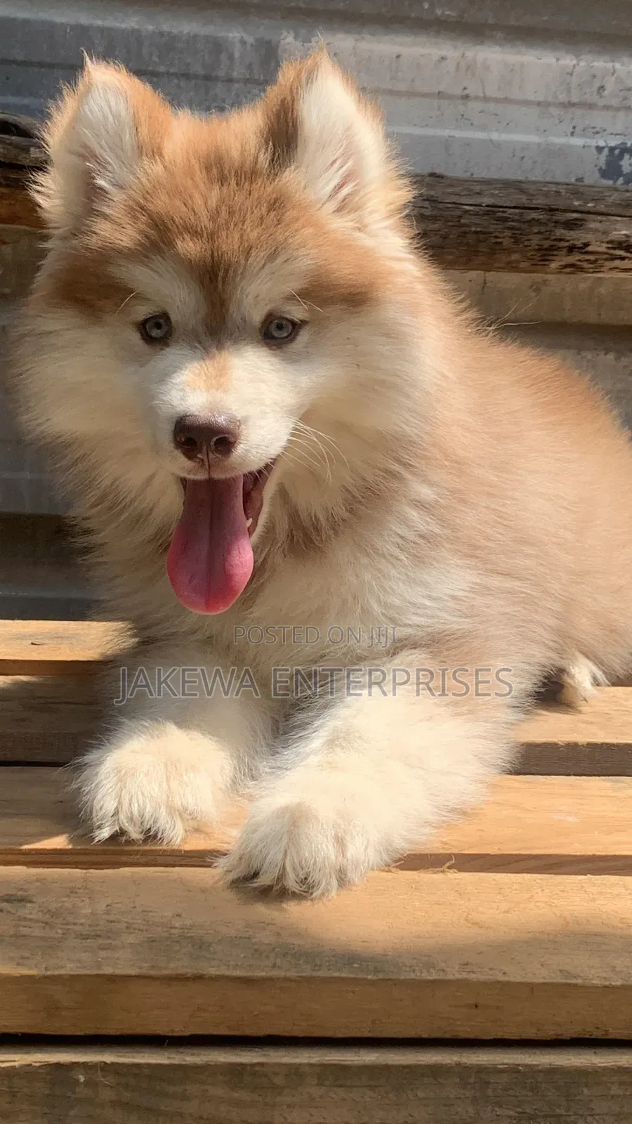 1-3 months Female Purebred Siberian Husky