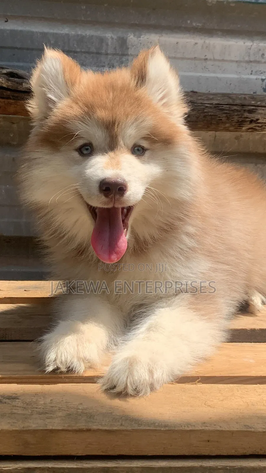 1-3 months Male Purebred Siberian Husky
