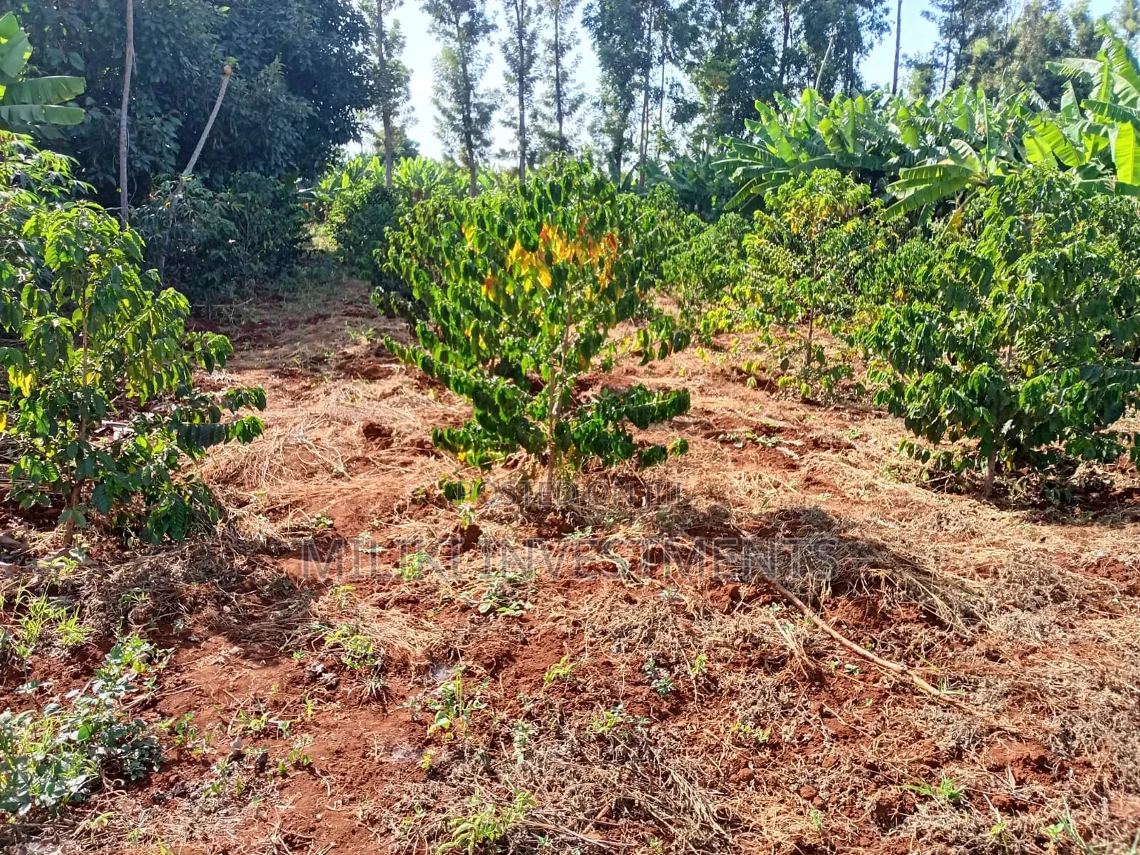 Quarter an Acre on Sale at Kangari -Kirinyaga.