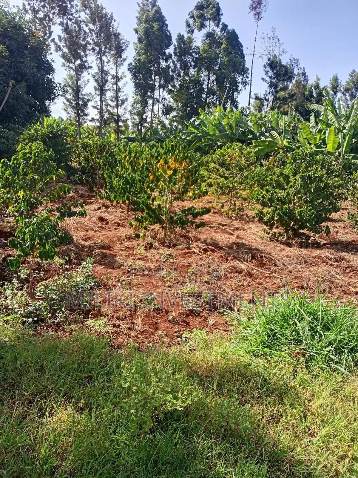Quarter an Acre on Sale at Kangari -Kirinyaga.