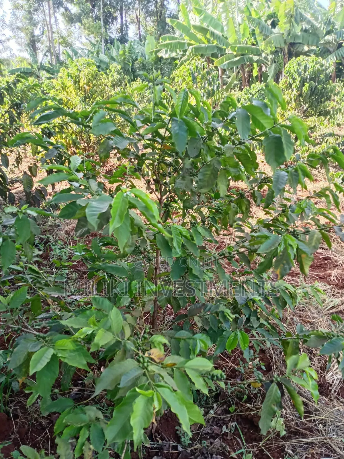 Quarter an Acre on Sale at Kangari -Kirinyaga.