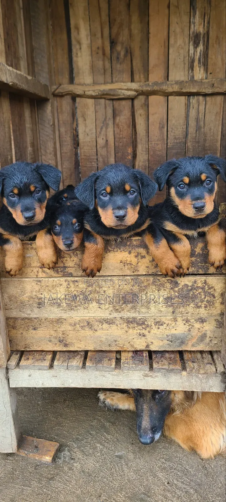 1-3 months Male Purebred Rottweiler