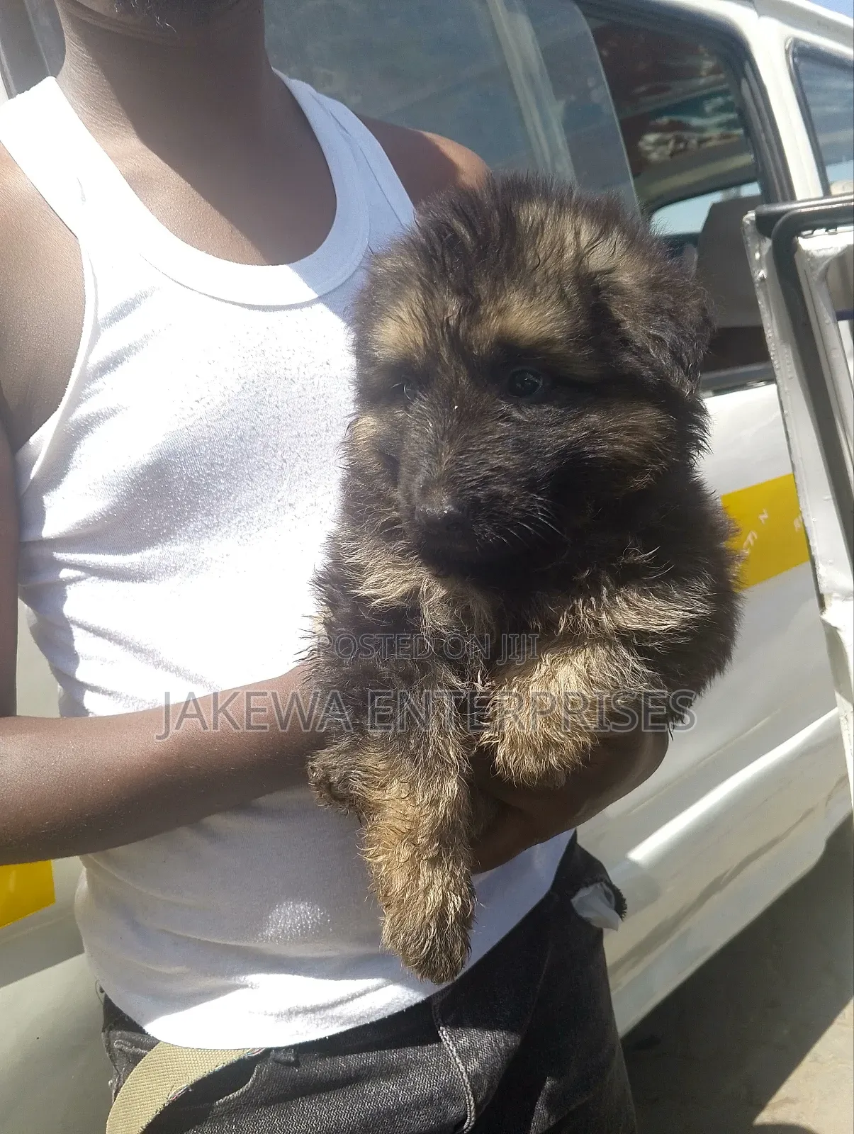 1-3 months Female Purebred German Shepherd