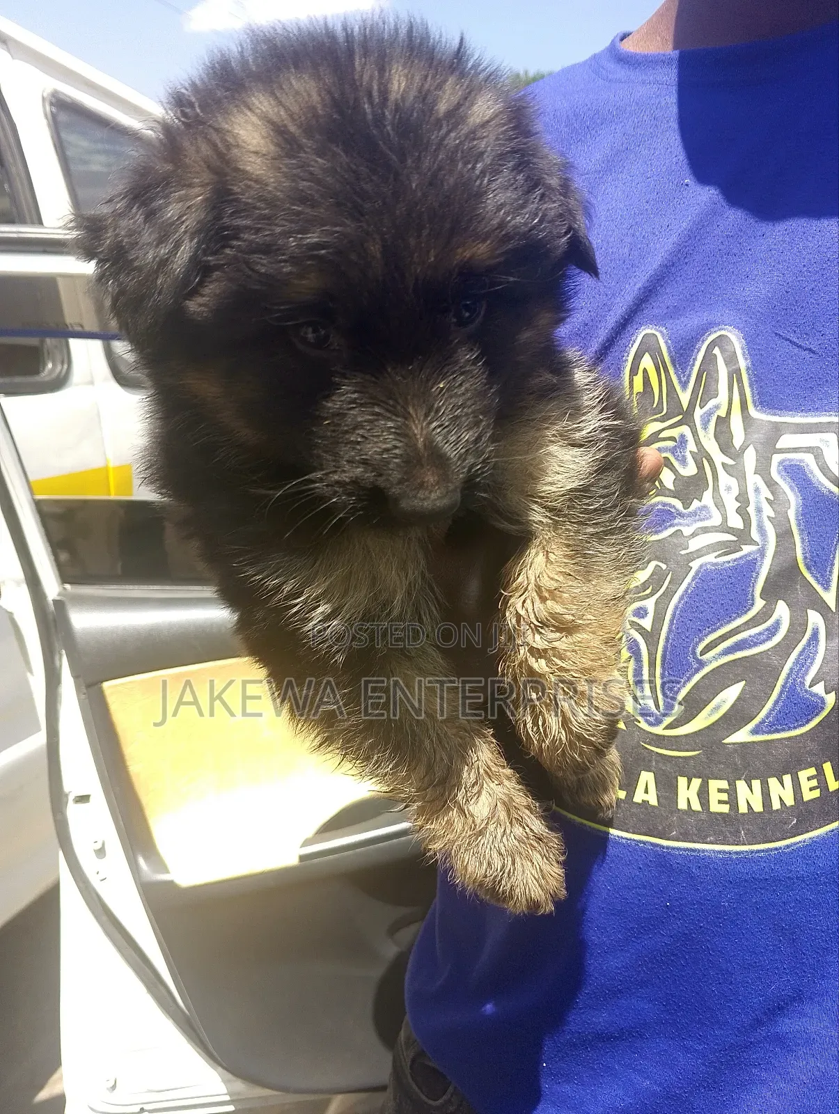 1-3 months Male Purebred German Shepherd