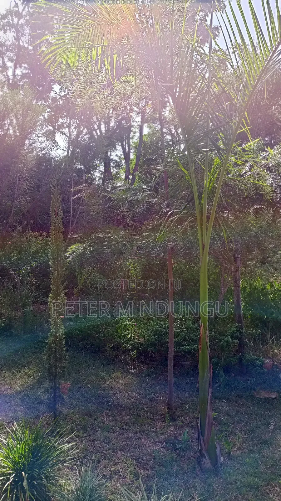 Garden Estate Residential 1/2 Acre on Sale, Title