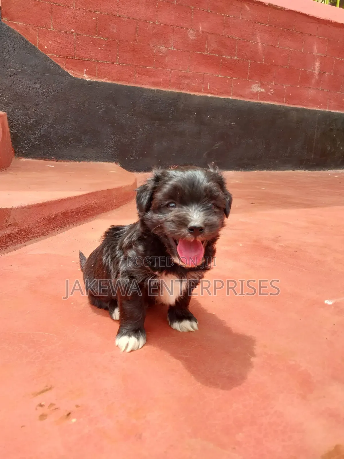 1-3 months Male Purebred Havanese