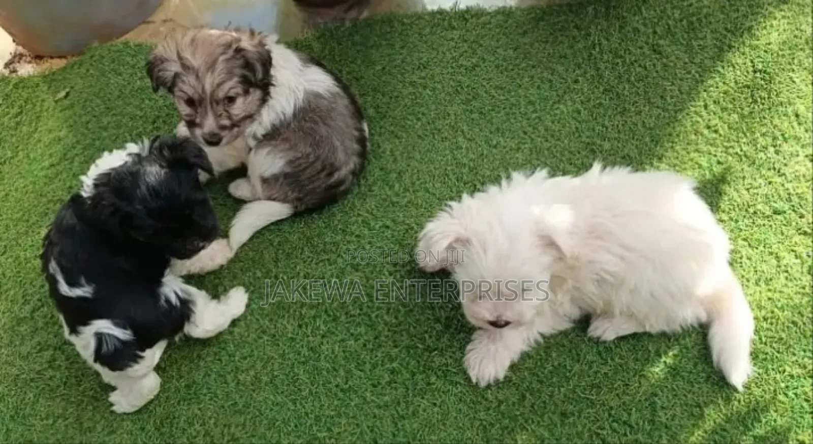 1-3 months Male Purebred Havanese