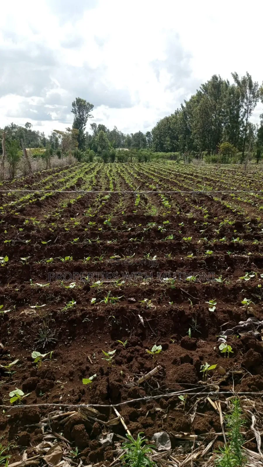 100×100 Plot for Sale in Gitoine,Kagio.