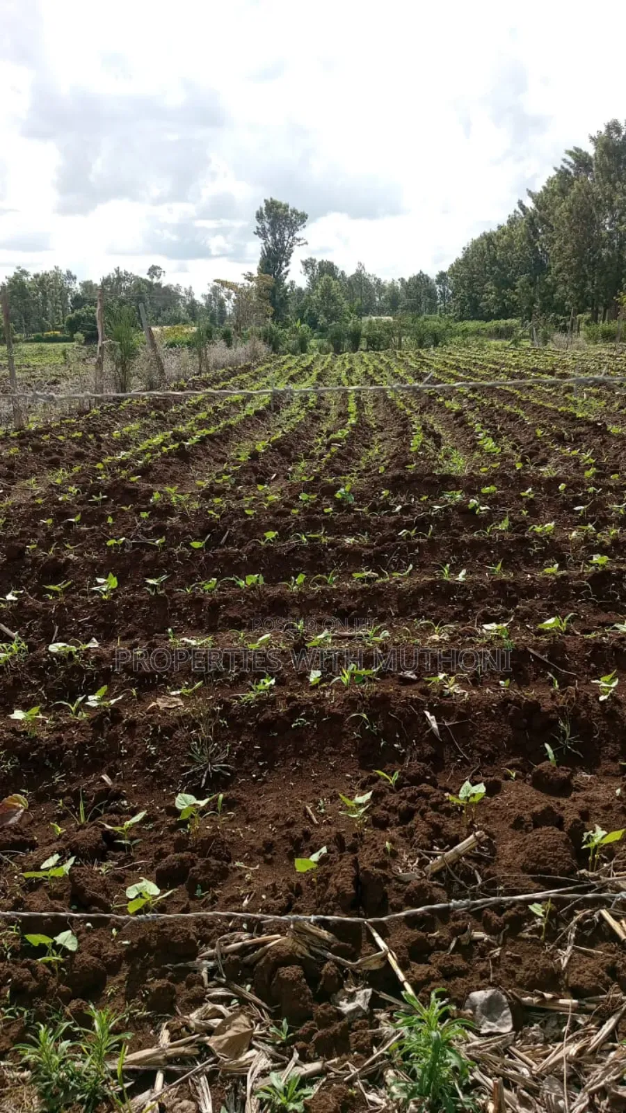100×100 Plot for Sale in Gitoine,Kagio.