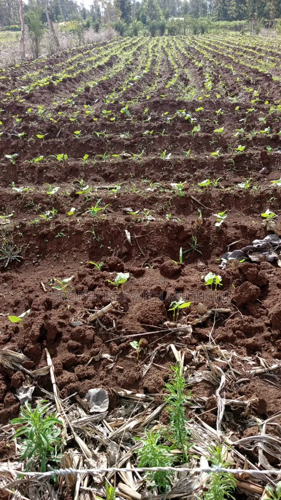 100×100 Plot for Sale in Gitoine,Kagio.