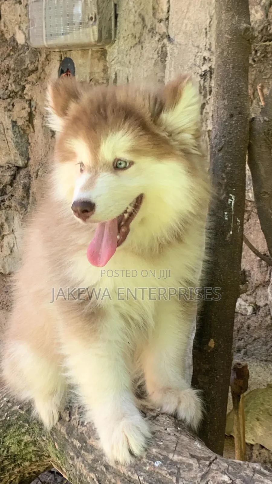 1-3 months Male Purebred Siberian Husky