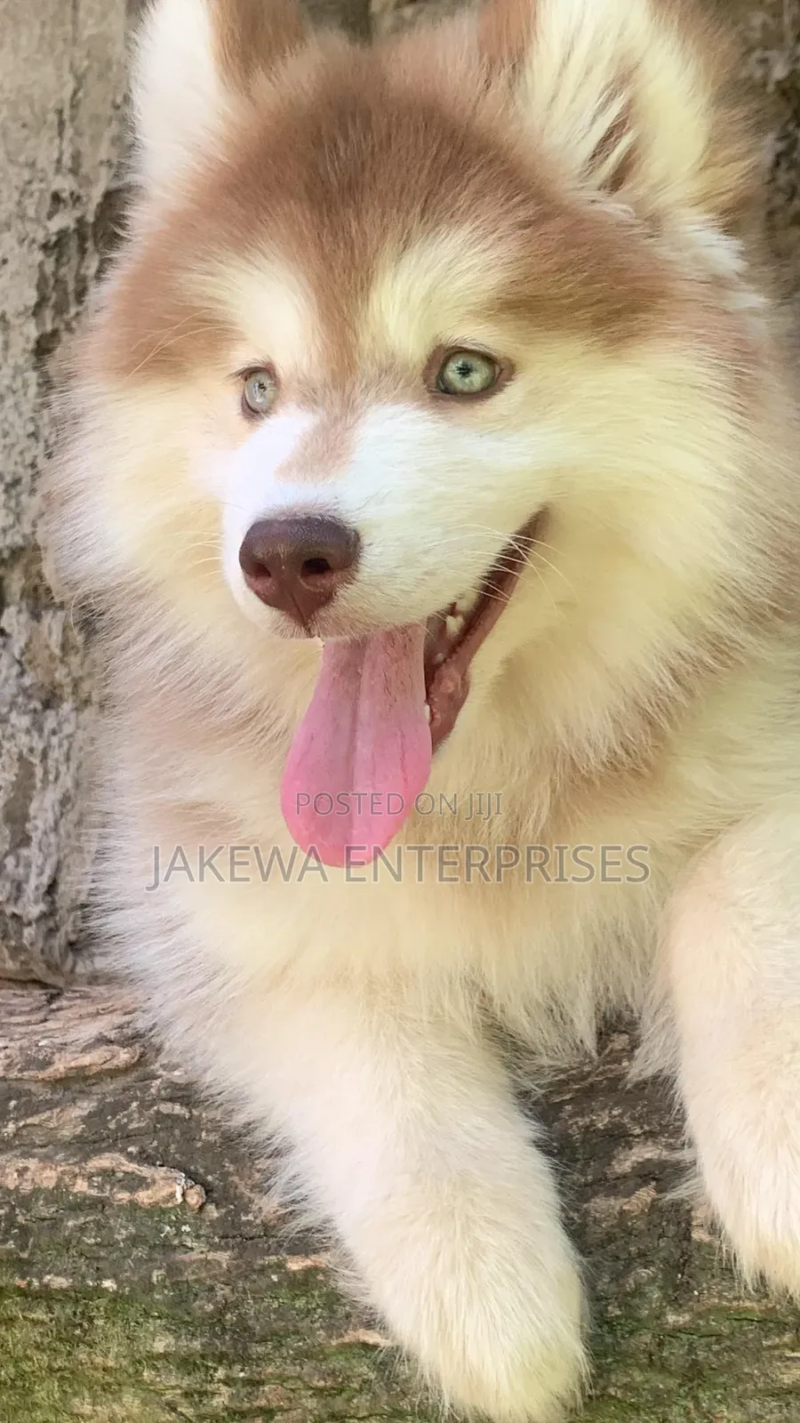 1-3 months Female Purebred Siberian Husky