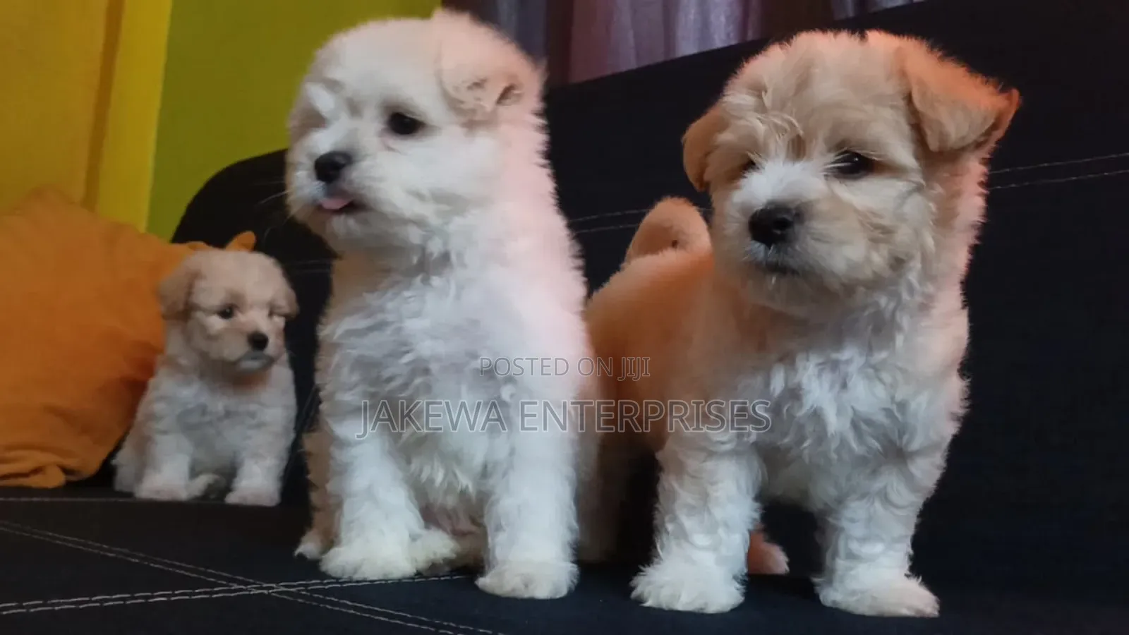 1-3 months Male Purebred Havanese