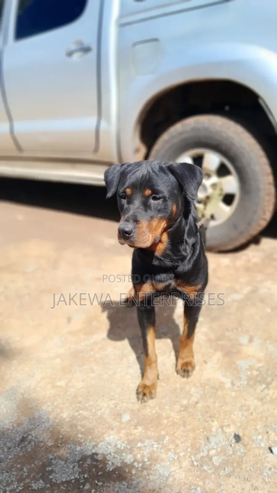 1+ year Female Purebred Rottweiler