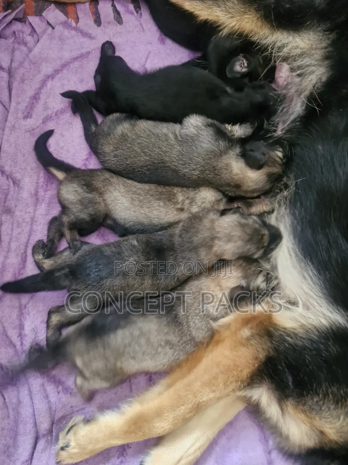 0-1 month Male Purebred German Shepherd