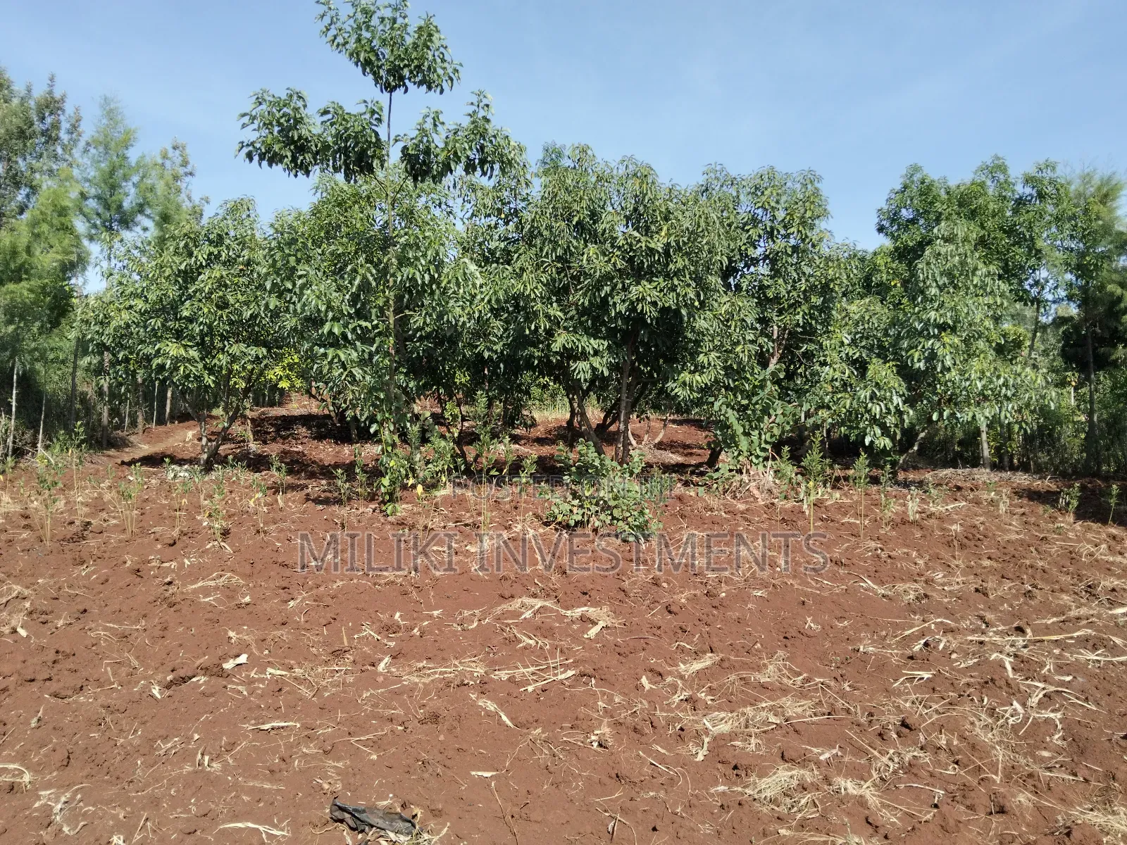 1.5 Acres on Sale at Sabasaba