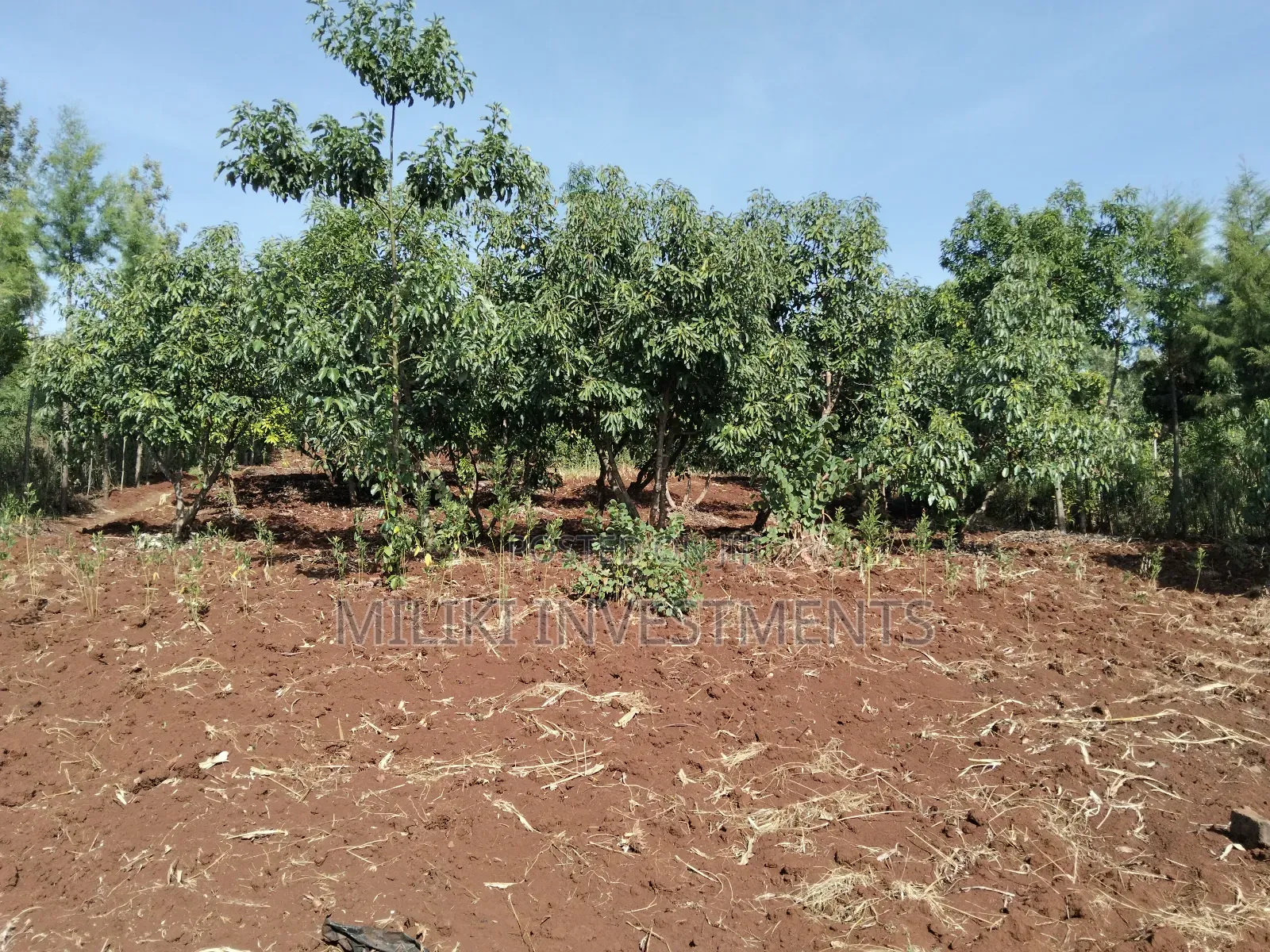 1.5 Acres on Sale at Sabasaba