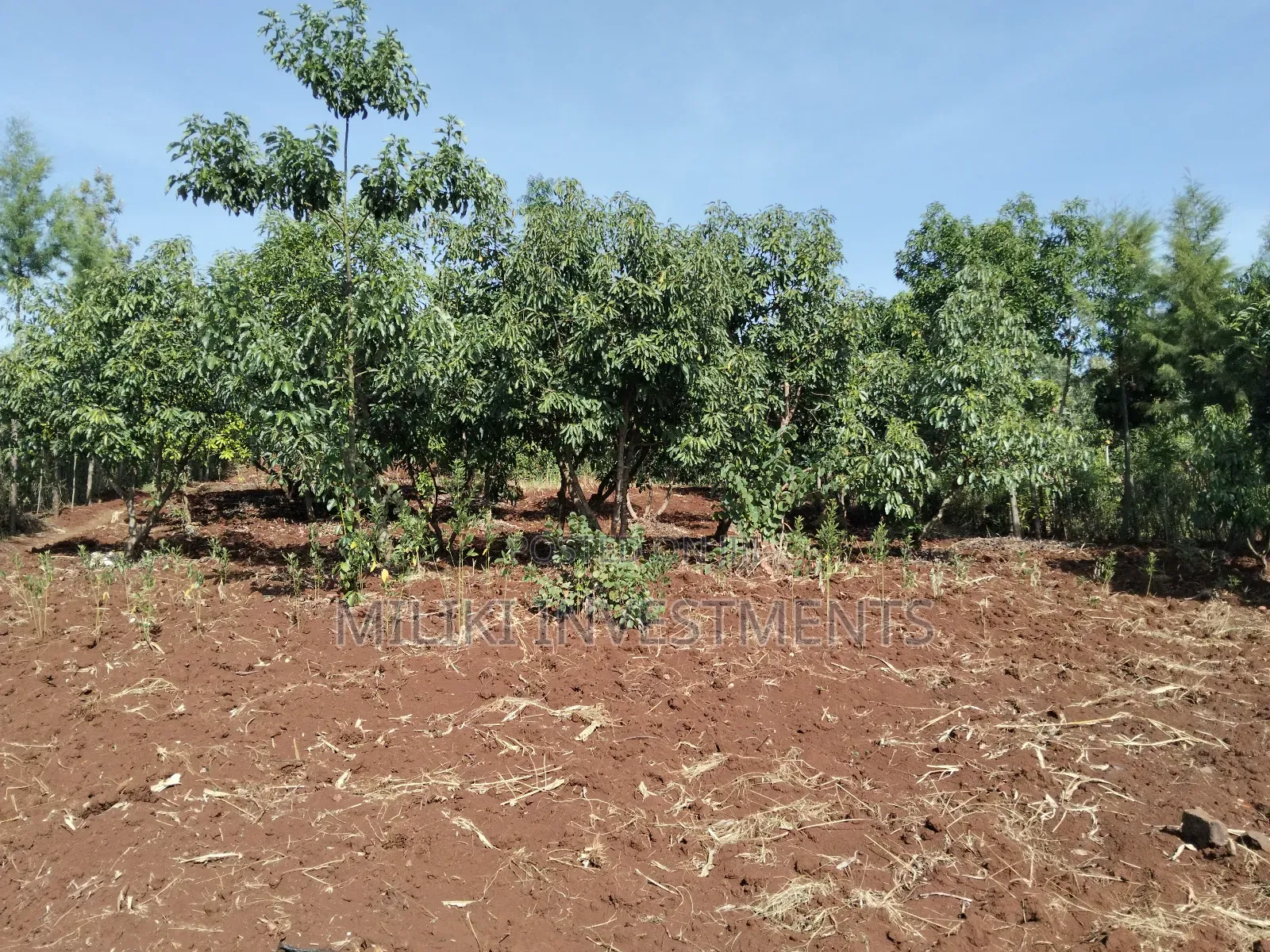 1.5 Acres on Sale at Sabasaba