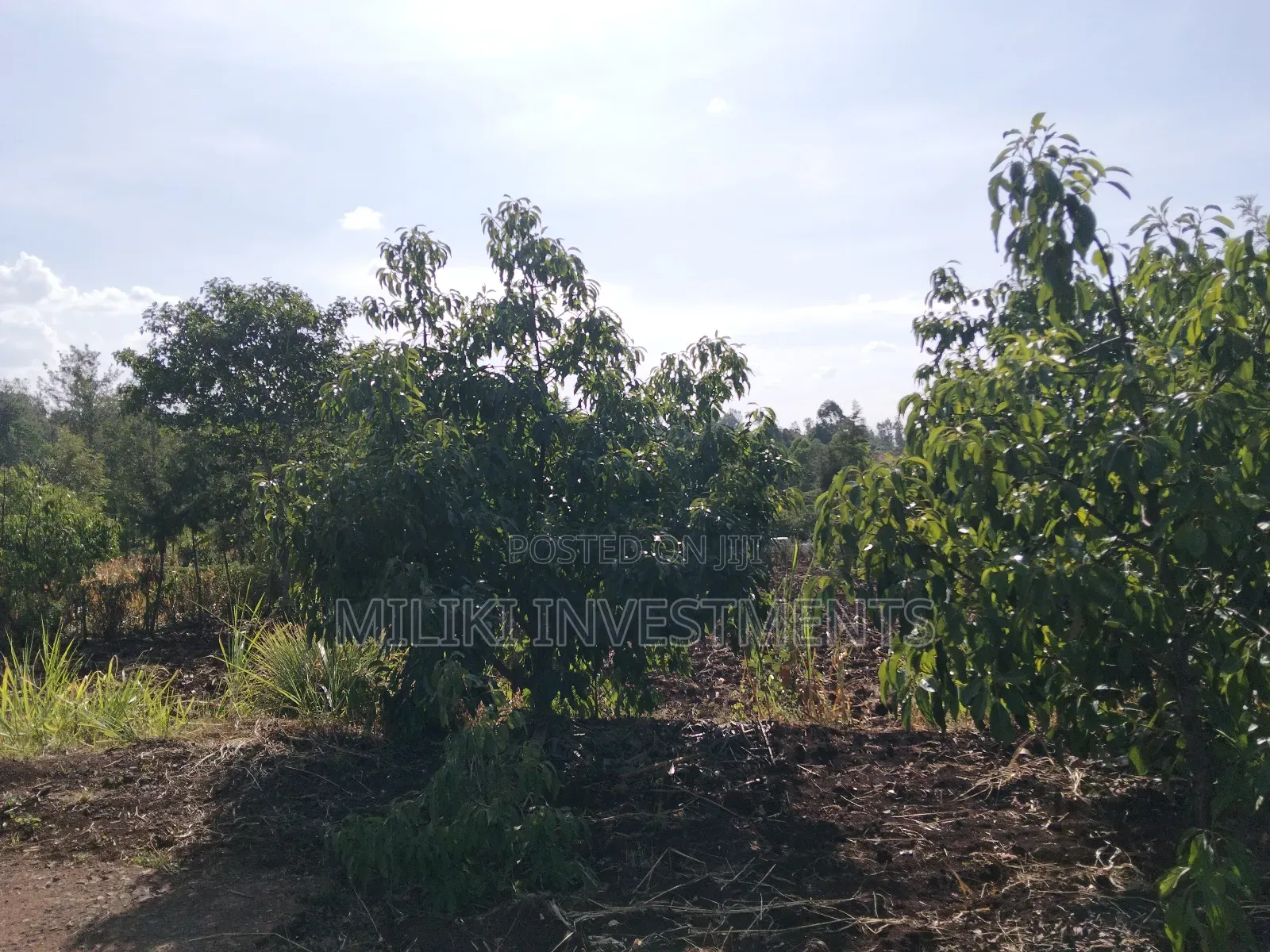 1.5 Acres on Sale at Sabasaba