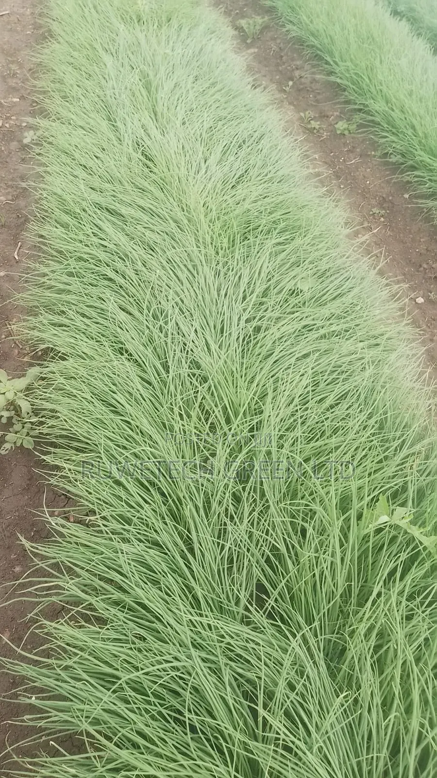 Neptune F1 Onion