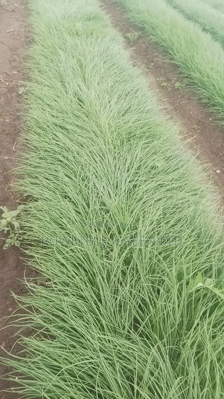 Neptune F1 Onion
