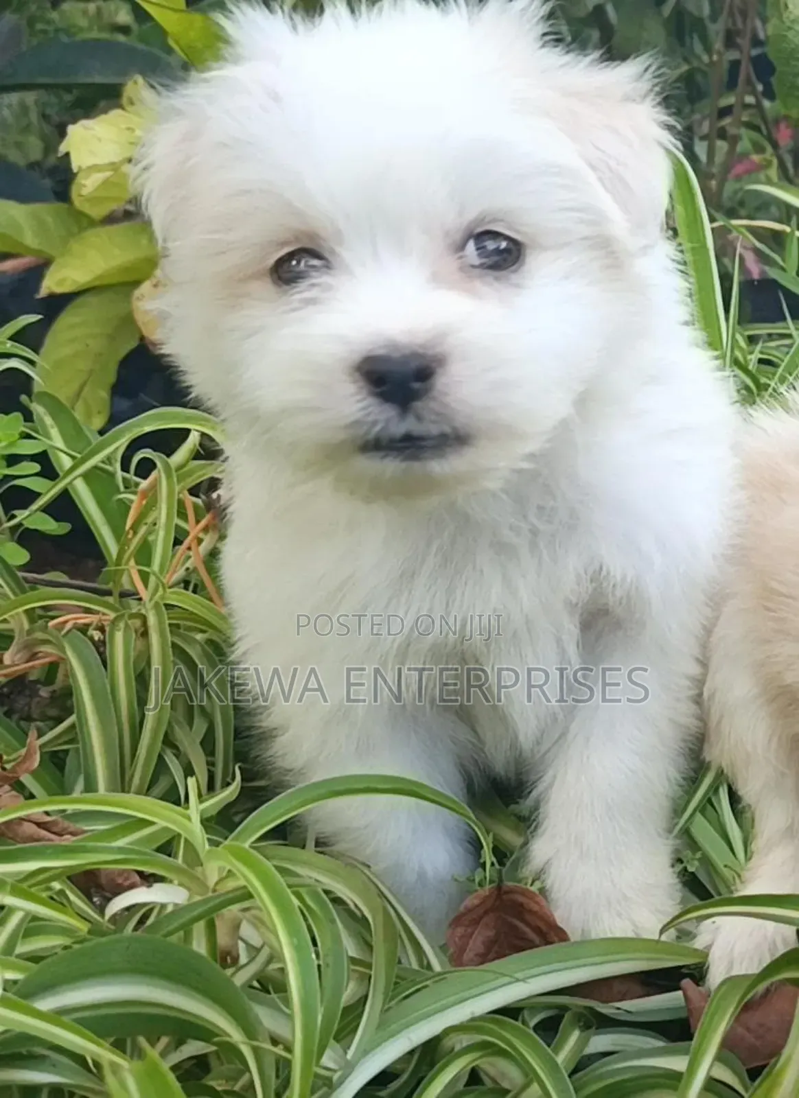 1-3 months Female Purebred Havanese
