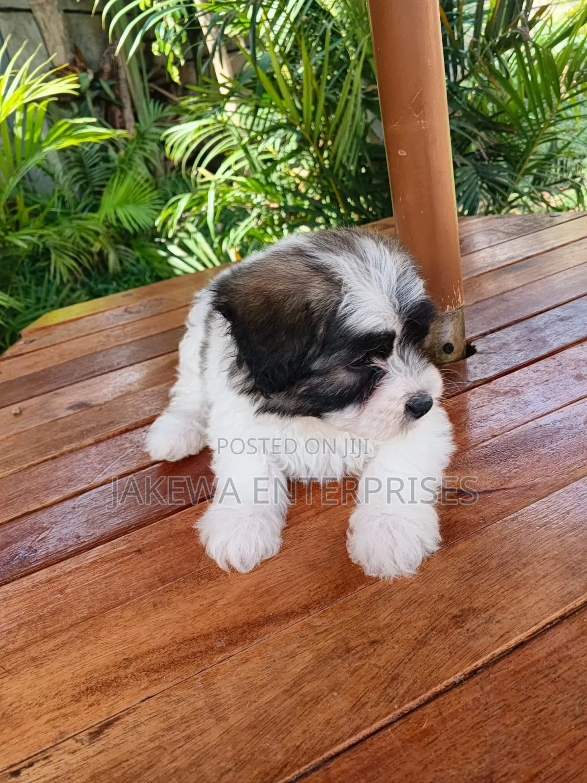1-3 months Male Purebred Havanese