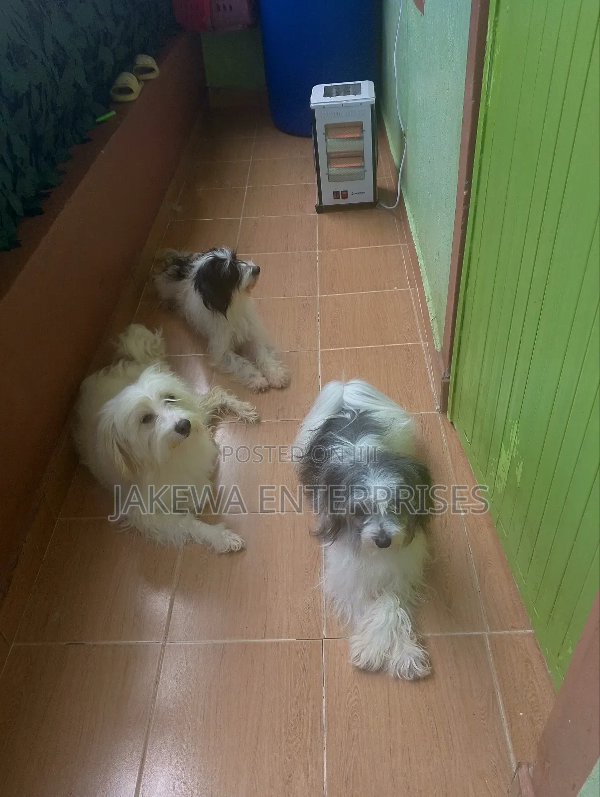 1+ year Female Purebred Havanese