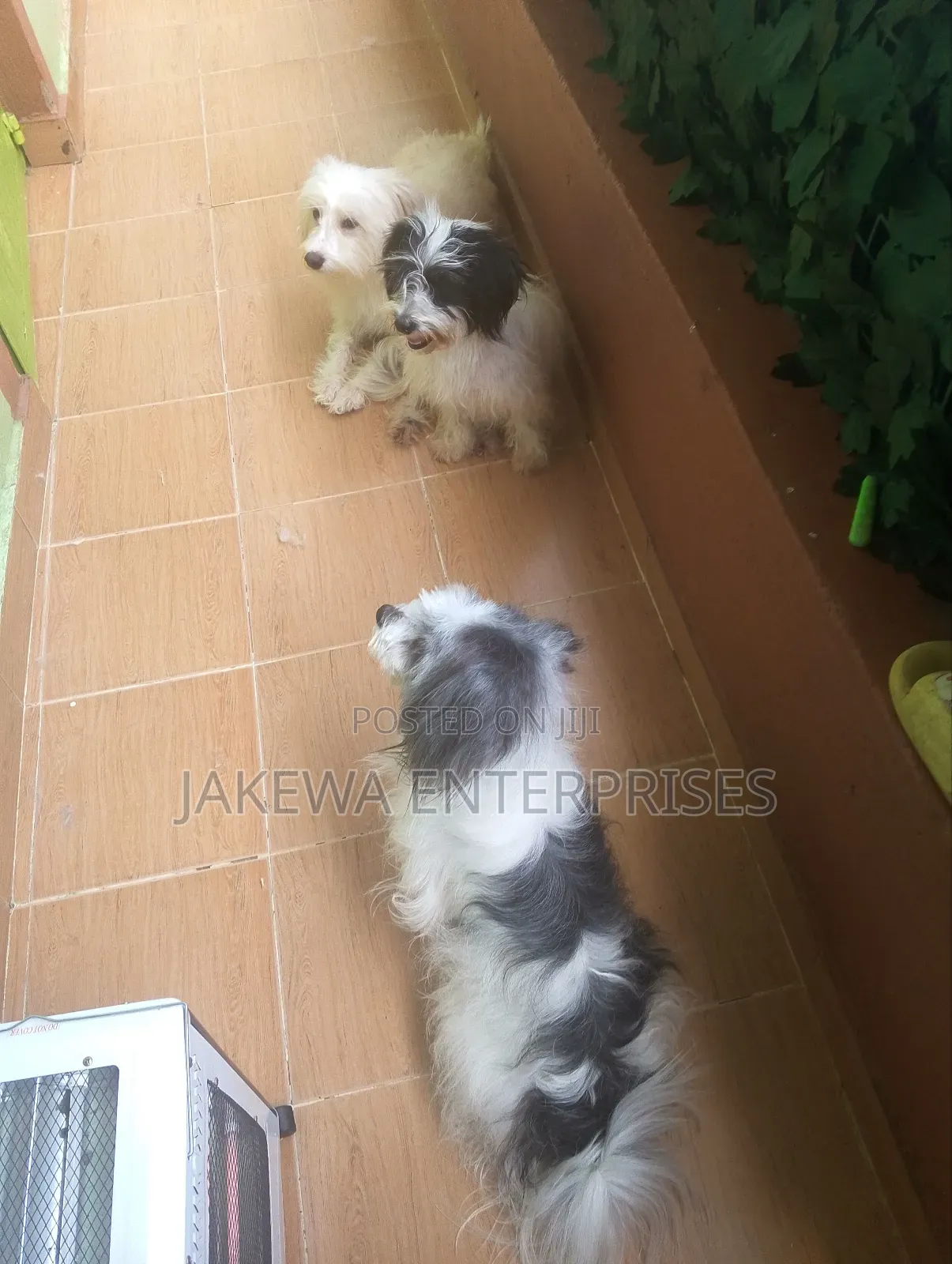 1+ year Female Purebred Havanese