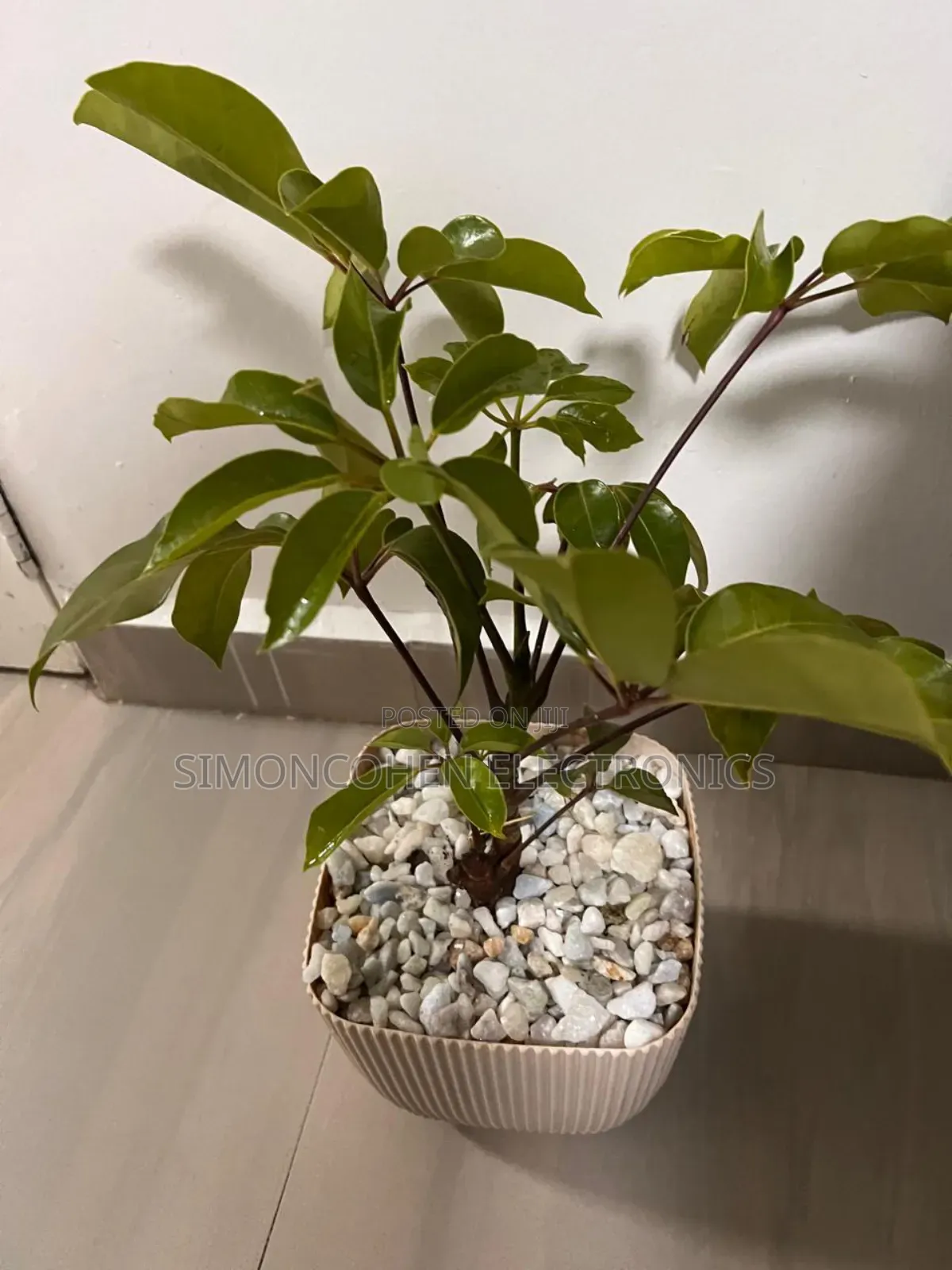 4l Coral Square Planter Pot