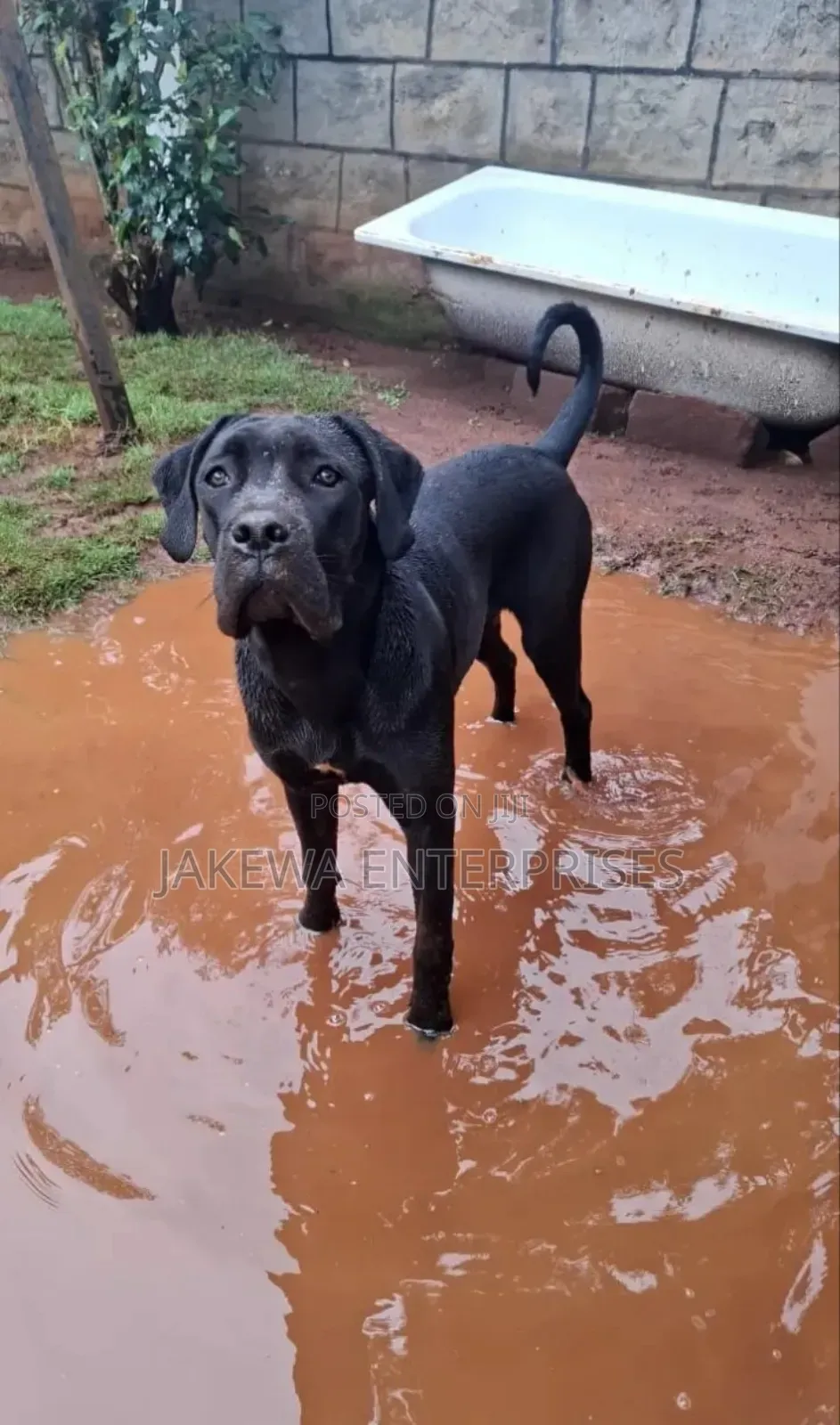 6-12 months Female Purebred Cane Corso