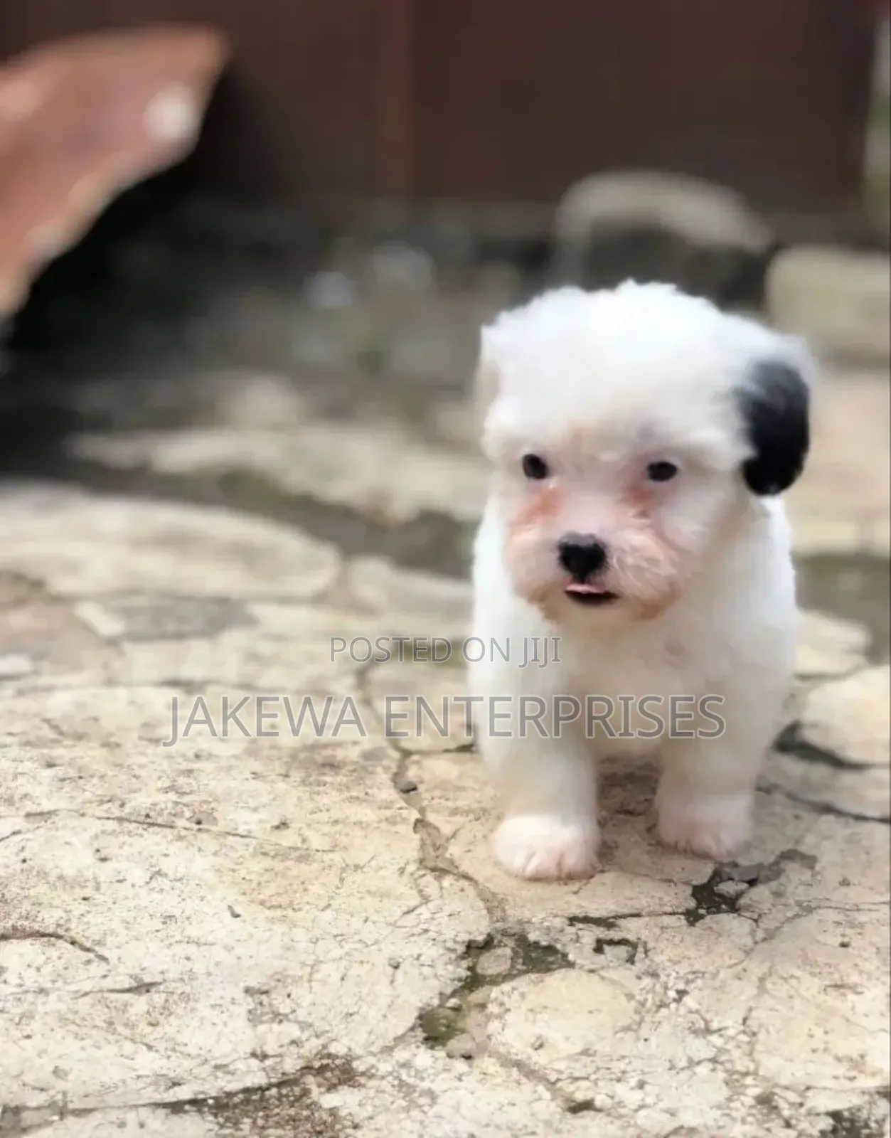 1-3 months Male Purebred Havanese