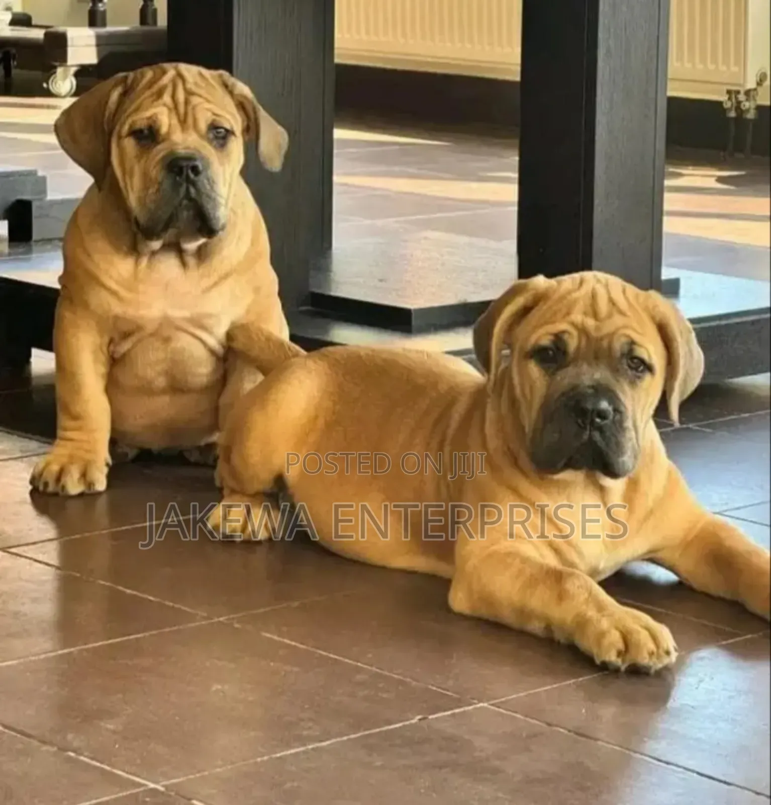 1-3 months Male Purebred Boerboel