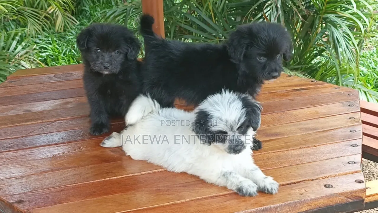 1-3 months Female Purebred Havanese