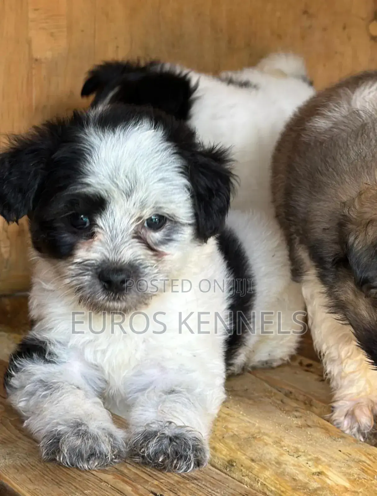 1-3 months Male Purebred Havanese