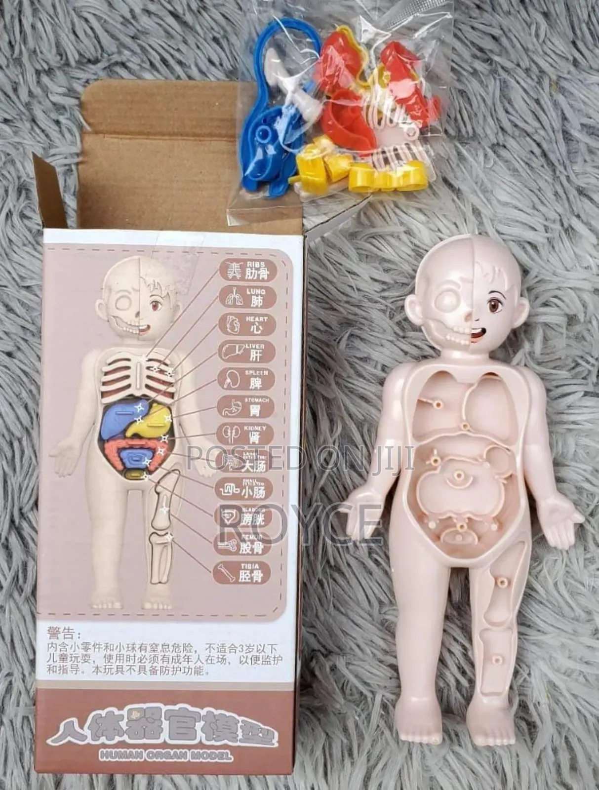 Diy Assemble Human Organ Model