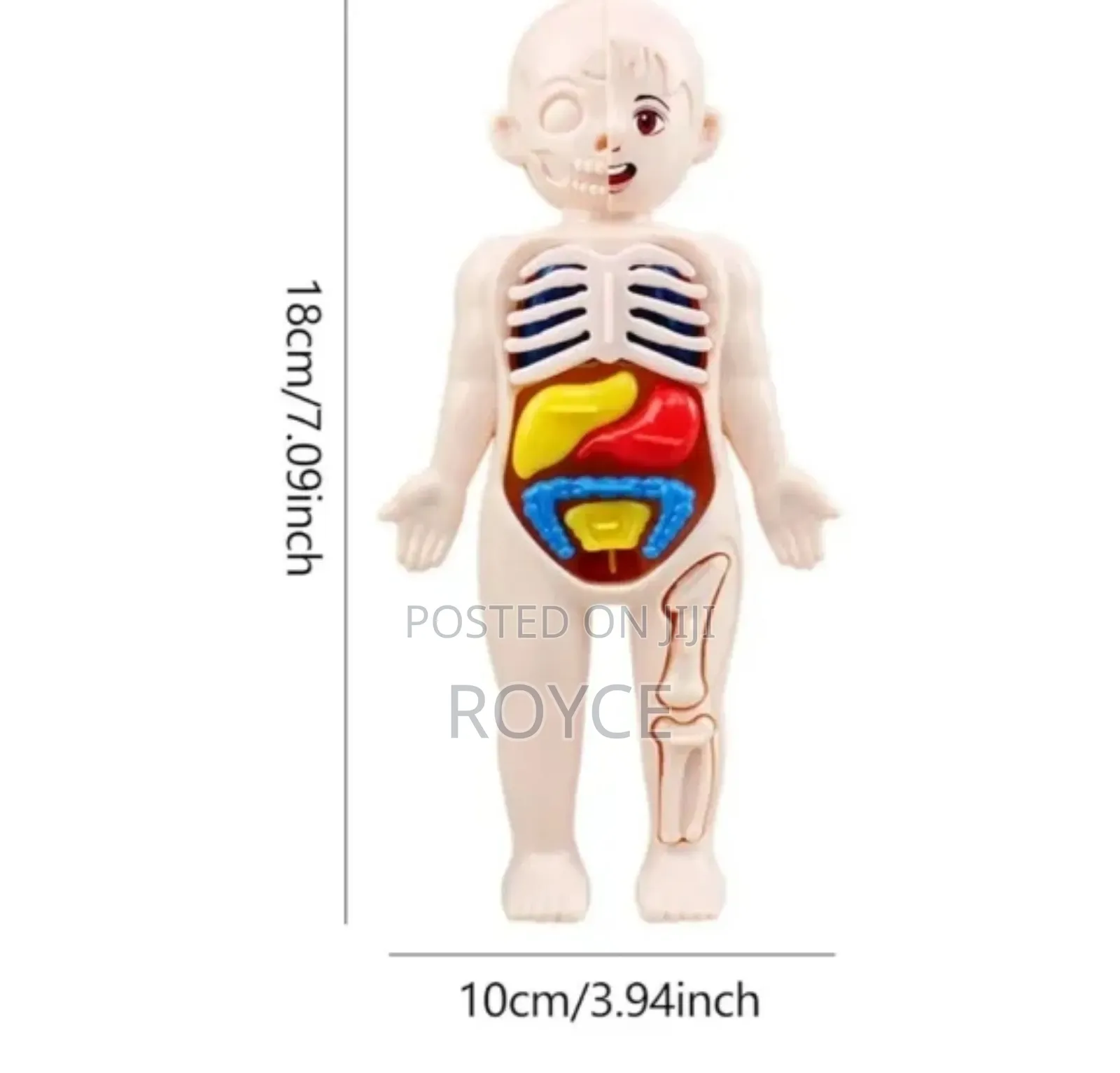 Diy Assemble Human Organ Model