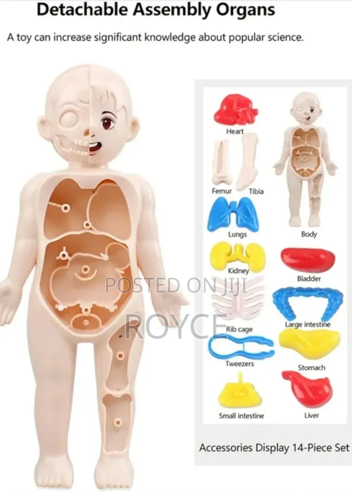 Diy Assemble Human Organ Model