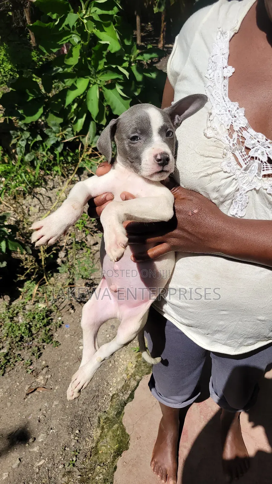 1-3 months Male Purebred American Pit Bull Terrier