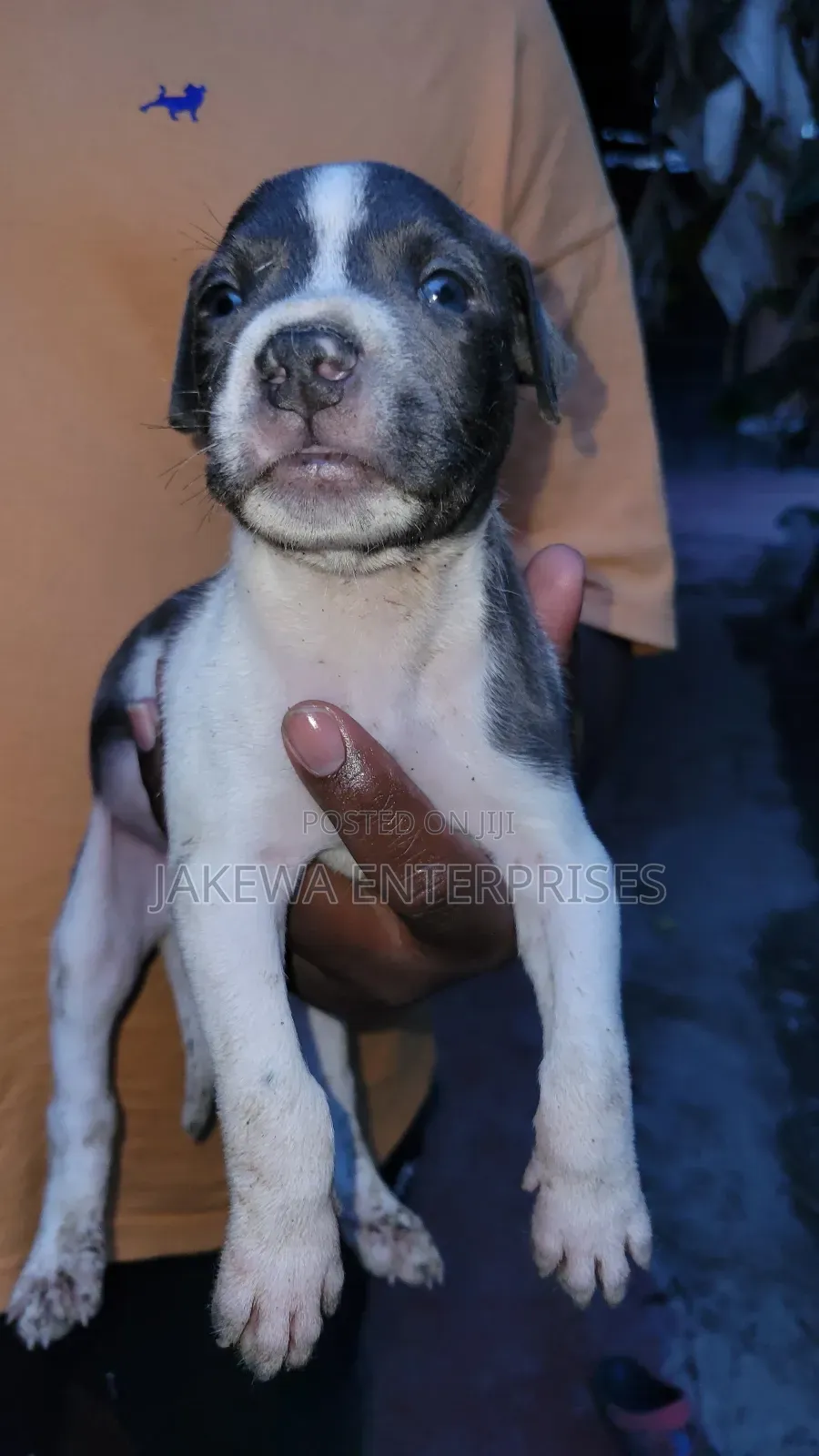 1-3 months Male Purebred American Pit Bull Terrier