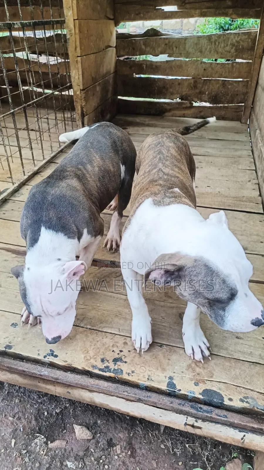 3-6 months Female Purebred American Pit Bull Terrier
