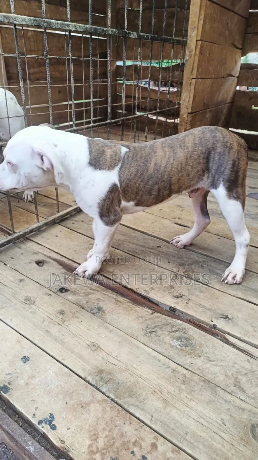 6-12 months Male Purebred American Pit Bull Terrier