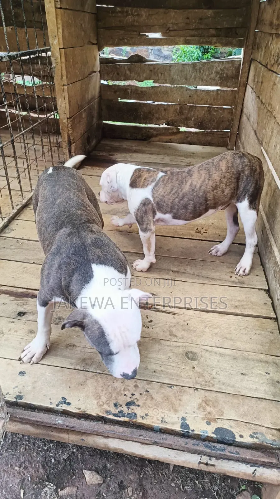 6-12 months Male Purebred American Pit Bull Terrier